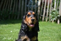 Étalon Cocker Spaniel Anglais - CH. H'easy de la terre d'Opale