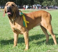 Étalon Fila Brasileiro - CH. Excalibur du domaine d'en bas