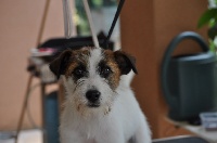 Étalon Jack Russell Terrier - Hope to see you again imperial of Malan's Rock