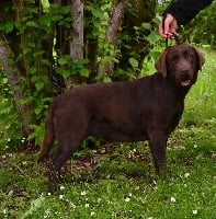 Étalon Labrador Retriever - Gerina De la truffe en quercy