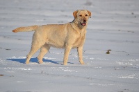 Étalon Labrador Retriever - Jaw Of angel' s head