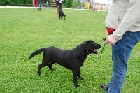 Étalon Labrador Retriever - Lancelot de la Belle Vanille