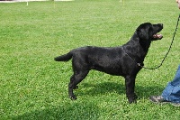 Étalon Labrador Retriever - Lady de la Belle Vanille