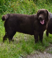 Étalon Labrador Retriever - Erina De la truffe en quercy