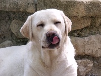 Étalon Labrador Retriever - Embry Du Val Des Grives