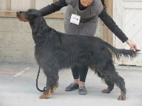 Étalon Setter Gordon - CH. Dourek de Korrigan Forest