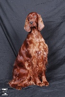 Étalon Setter irlandais rouge - CH. Charmain of the travlin star Ofthetravlinstar@telenet.be