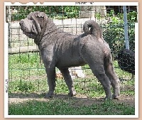 Étalon Shar Pei - Jade de la Dynastie Han