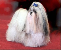 Étalon Shih Tzu - CH. Zen-pa von Lao Tingri