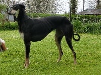 Étalon Sloughi - Faten de la Bérondière