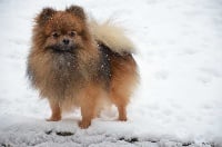 Étalon Spitz allemand - Dark diamond (Sans Affixe)