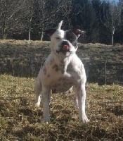 Étalon Staffordshire Bull Terrier - Des darkeesen E'bull