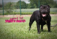 Étalon Staffordshire Bull Terrier - Hysterik love Of Staffy's Familly