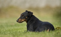 Étalon Terrier de chasse allemand - Diam's (Sans Affixe)