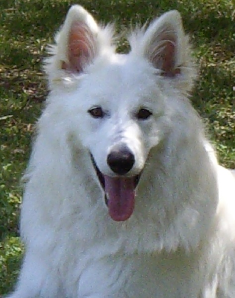 Foxie-wonderful Lords of the white Shepherd