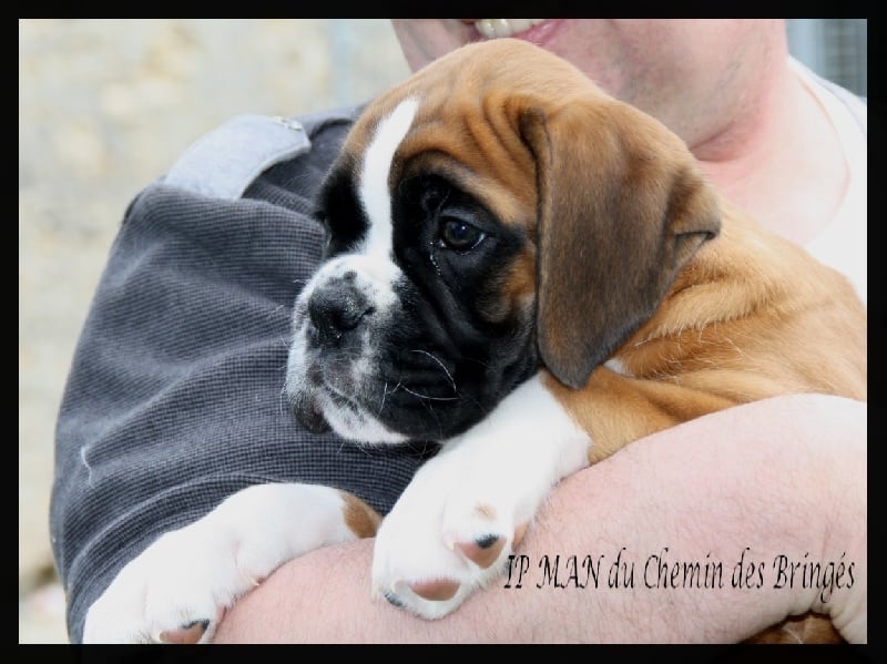 TR. CH. Ip man du chemin des bringés