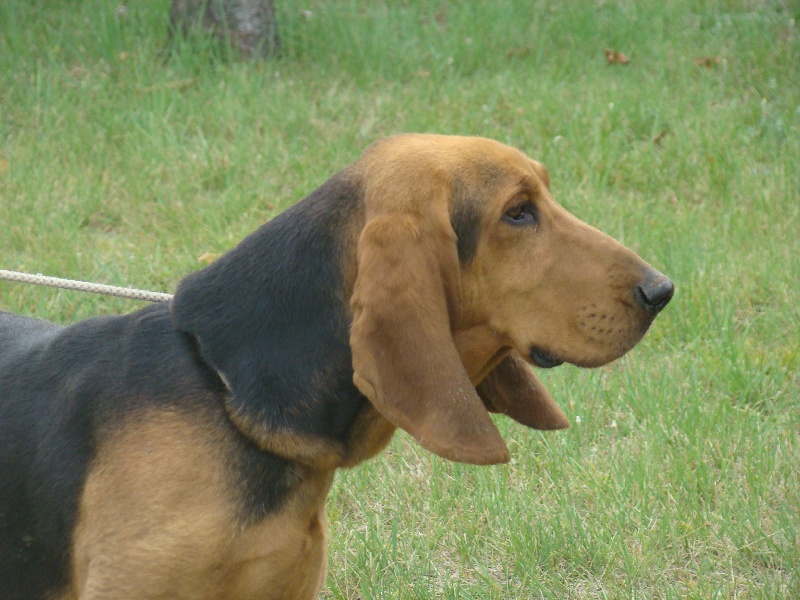 Publication : du Clos de Corles Auteur : Priez l.