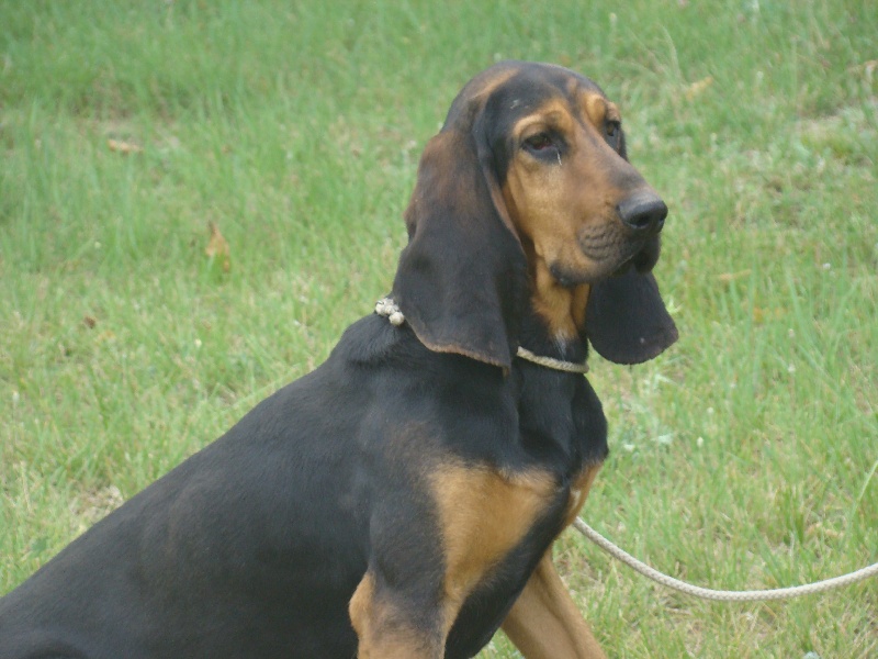 Publication : du Clos de Corles Auteur : Priez l.