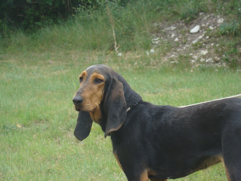 Publication : du Clos de Corles Auteur : Priez l.