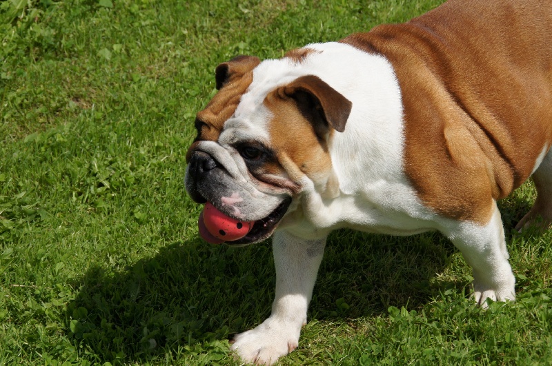 Gwenn mary Du Cottage Du Bel Air