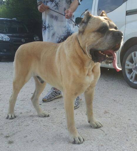 Publication : della nevaia Auteur : bigozzi alessandro