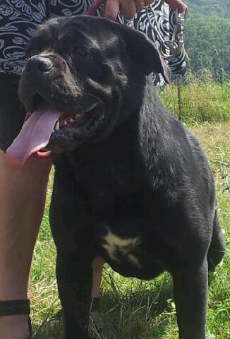 Publication : Des anges gardiens de la grace Auteur : nesta ludovic