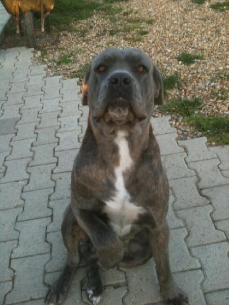 Diorka Des monts de saint sever