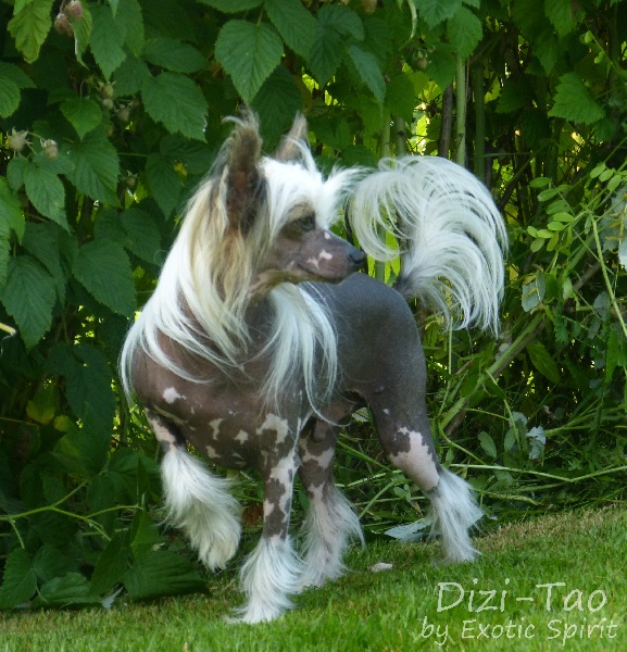 Publication : Exotic Spirit Auteur : Exotic Spirit