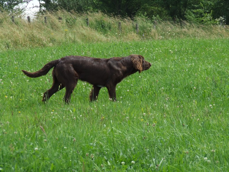 Publication : Vom hundegelaut Auteur : Angélique