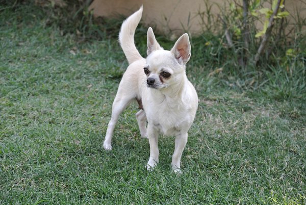 Ginka Des Petits Mayas