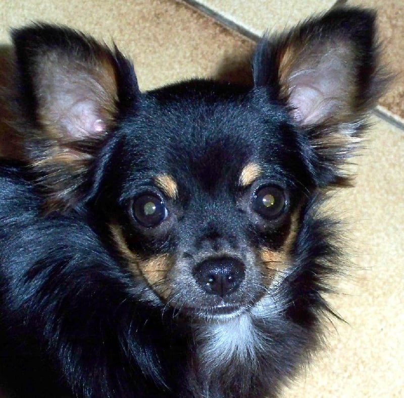 Gershwin des amours de léos