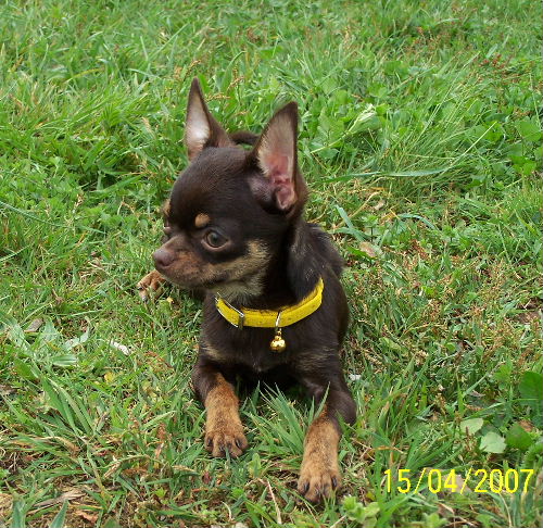 Publication : De kalinka des roches blanches Auteur : Mlle Parchina