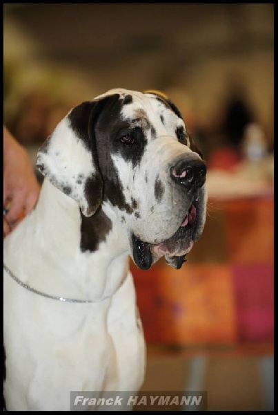 Publication : de L'Harnois Blanc