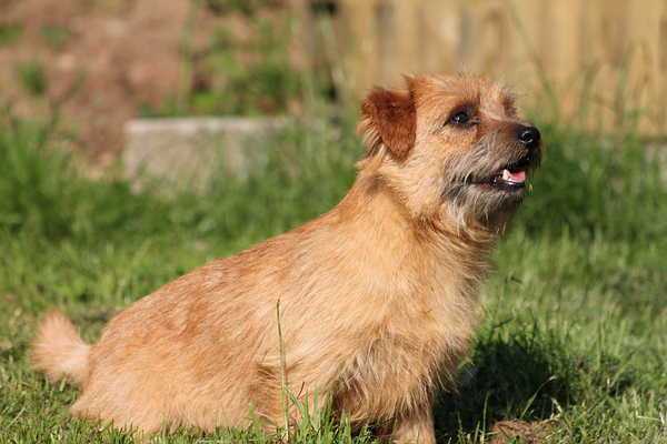 Publication : Du pre de la croix verte Auteur : ELEVEUR