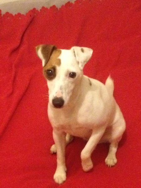 Publication : du val fleuri Auteur : Sandrine Trouvé-Griffon