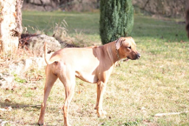 Publication : du feu de poil Auteur : goya