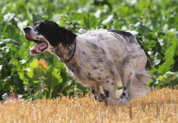 Publication : de la petite Vareize