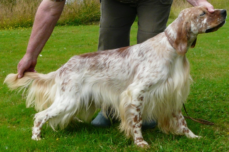 Publication : De kerfeuil Auteur : Laetitia Halgand