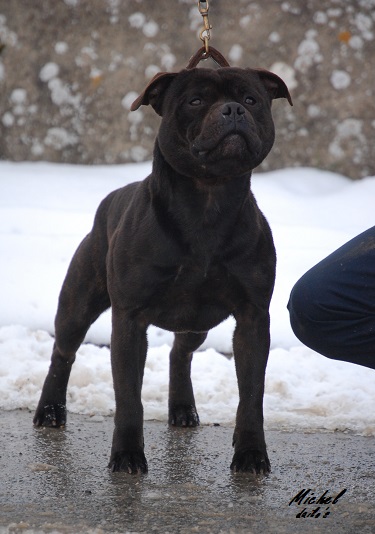Bacchus of the upper staff kennel