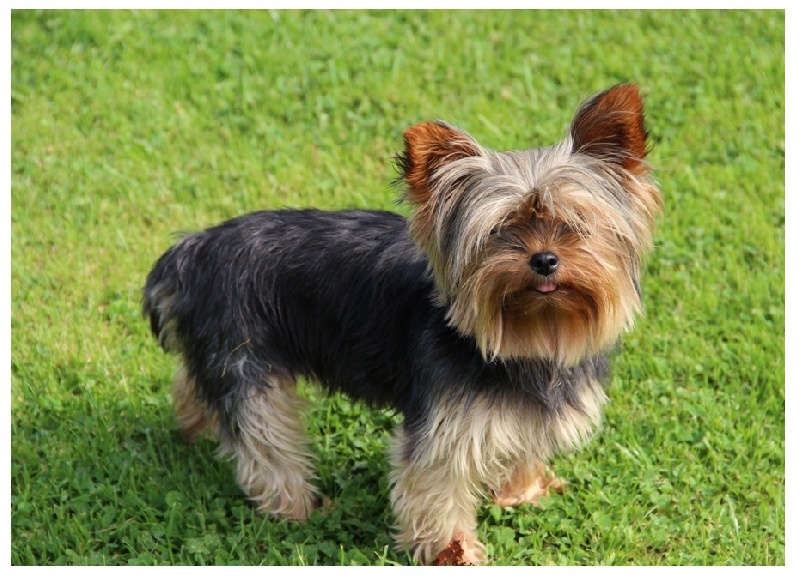 Elva Blue star norev's