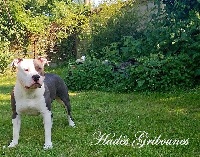 Étalon American Staffordshire Terrier - Hades Gribounes