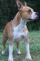 Étalon American Staffordshire Terrier - G'huit Kom Piron M'