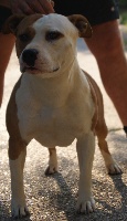 Étalon American Staffordshire Terrier - Eight ball du Sarmizegetusa Regia