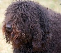 Étalon Barbet - poppenspaler's Fronsac