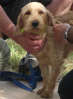 Étalon Basset fauve de Bretagne - Harmony Du Rallye Du Chailloux