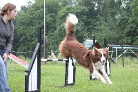 Étalon Border Collie - London du fond des pres