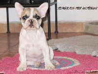 Étalon Bouledogue français - Indiana 2 Des pins ardéchois