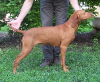 Étalon Braque hongrois à poil court (Vizsla) - bökönyi-vadász Lili