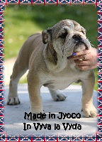Étalon Bulldog Anglais - Made In Jyoco In vyva la vyda