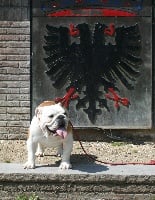 Étalon Bulldog Anglais - Little Tatanka Hellboy